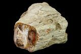 Wide Petrified Wood (Araucaria) Limb - Madagascar #166610-2